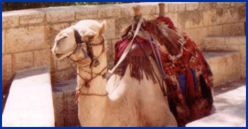 Camel at Mount Zion, Jerusalem