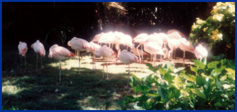 Honolulu Zoo, Hawaii